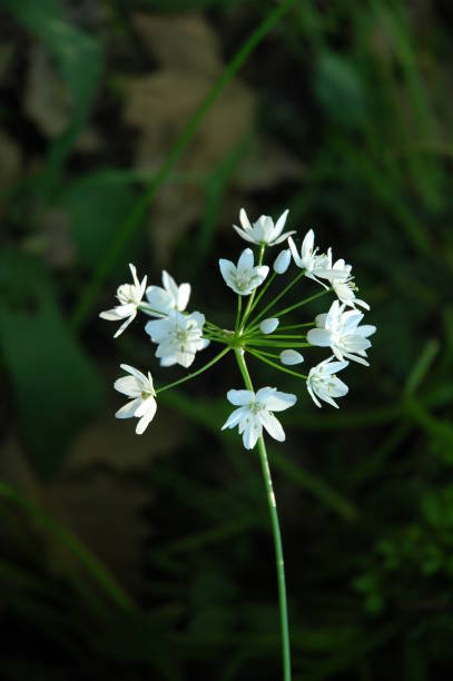 istock Wild Garlic in Flower 961861690