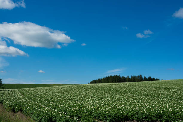 istock Potato field with white flowers with bule sky 961861904