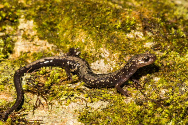 istock Peaks of Otter Salamander 961864956