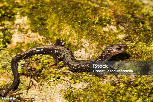 Peaks Of Otter Salamander Stock Photo - Download Image Now - Agricultural Field, Animal, Animal Wildlife