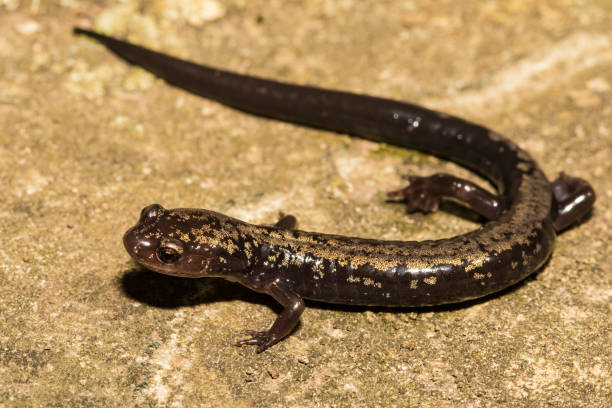 istock Peaks of Otter Salamander 961864970