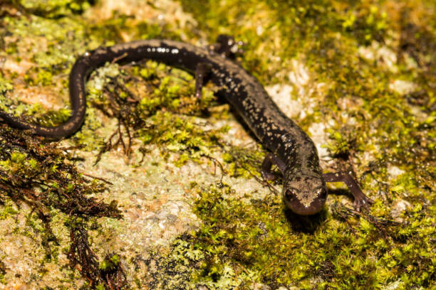 istock Peaks of Otter Salamander 961865096