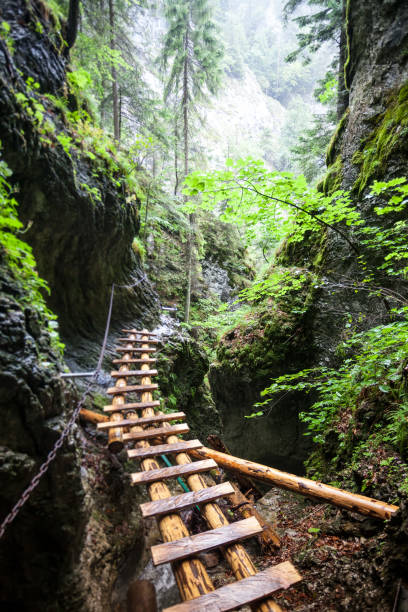 istock Abandoned old wooden bridge in rain forest 961865170