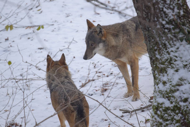 istock Abruzzo and Molise National Park 4 961865272