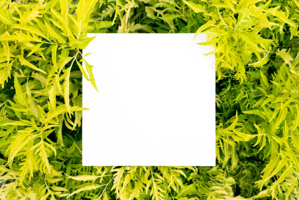 istock Paper mock up white card on a green Polyscias leaves. Creative layout with nature concept. 961865678
