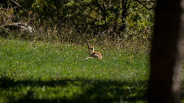 istock Abruzzo and Molise National Park 4 961866594