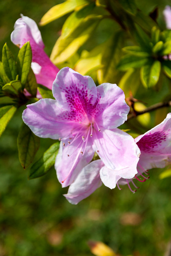 Rhododendron indicum Azalea indica, pink azalea in bloom, organic garden.