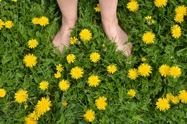 istock Female bare feet, green grass, yellow dandelions 961871372