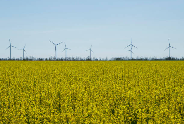 istock Wind energy turbines on sunset sky background, Energy generator nature friendly. Spring yellow colza field.. 961871422