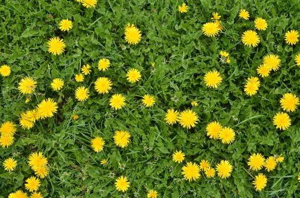 blühenden löwenzahn blumen in grasgrün - dandelion stock-fotos und bilder