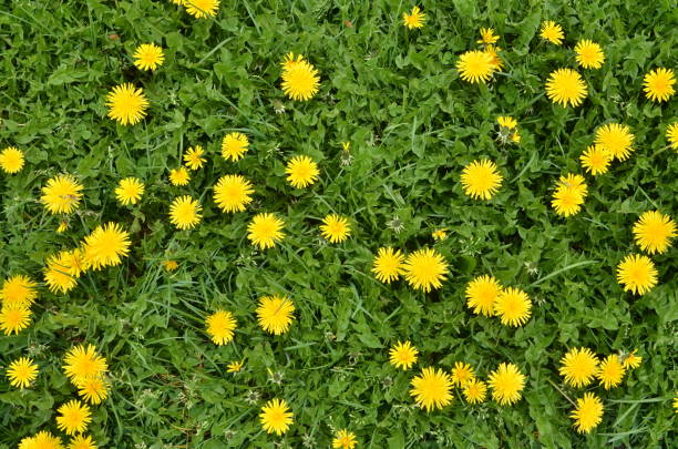 Blooming dandelion flowers in green grass A lot of blooming dandelion flowers in green grass. Directly above shot. Nature background. dandelion stock pictures, royalty-free photos & images
