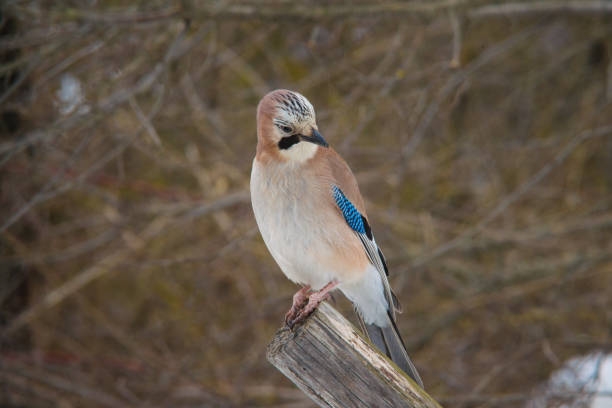 flora and fauna national park abruzzo and molise