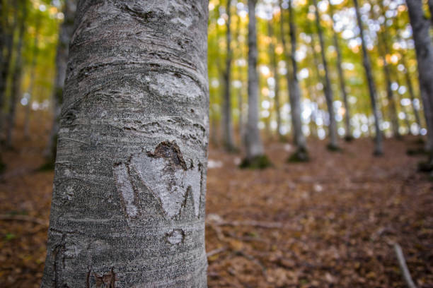 istock Abruzzo and Molise National Park 5 961872768