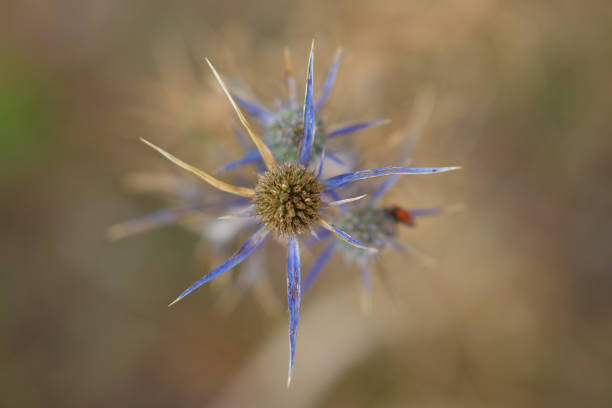 istock Abruzzo and Molise National Park 5 961875114