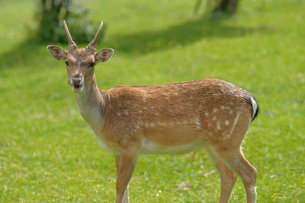 istock Abruzzo and Molise National Park 5 961875252