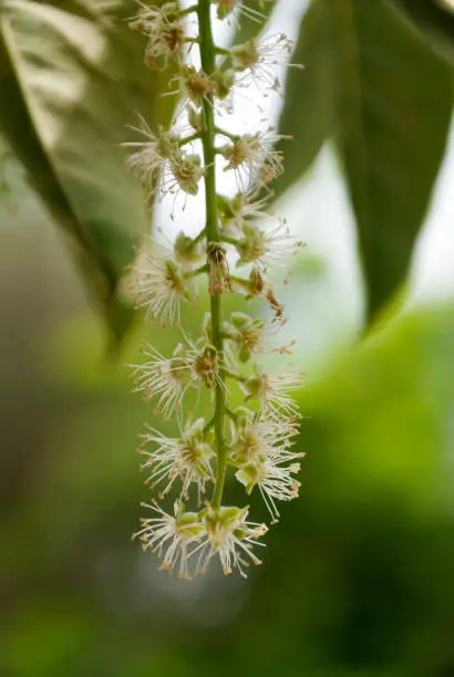 Photo of White flower tree in winter park in Guatemala