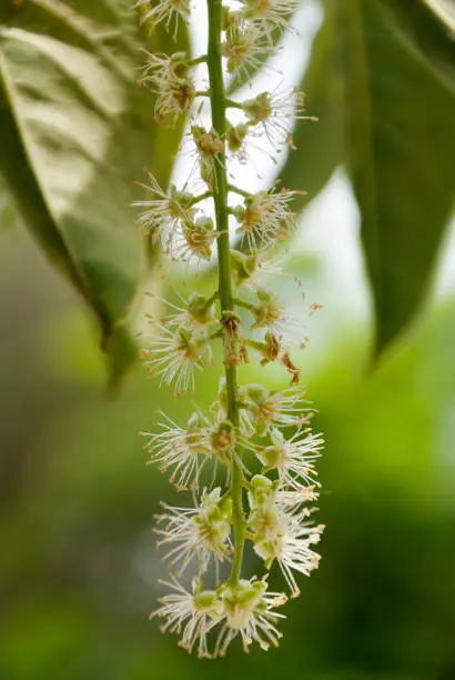 Photo of White flower tree in winter park in Guatemala