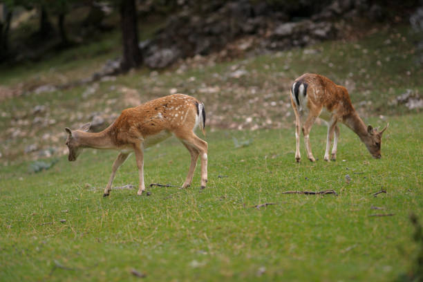 istock Abruzzo and Molise National Park 5 961875474