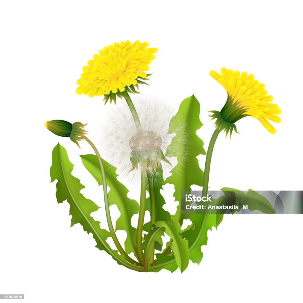 Dandelion bush realistic isolated Dandelion bush realistic isolated. Spring fluffy yellow flower with leaves and stems. Vector illustration Uncultivated stock vector