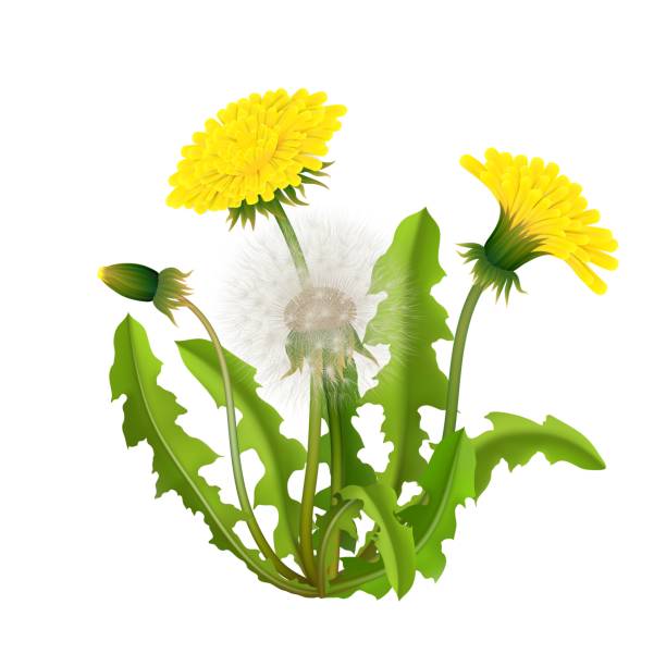 Dandelion bush realistic isolated Dandelion bush realistic isolated. Spring fluffy yellow flower with leaves and stems. Vector illustration weeding stock illustrations