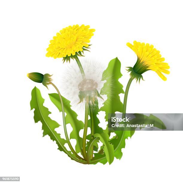 Dandelion Bush Realistic Isolated Stock Illustration - Download Image Now - Uncultivated, Weeding, Dandelion