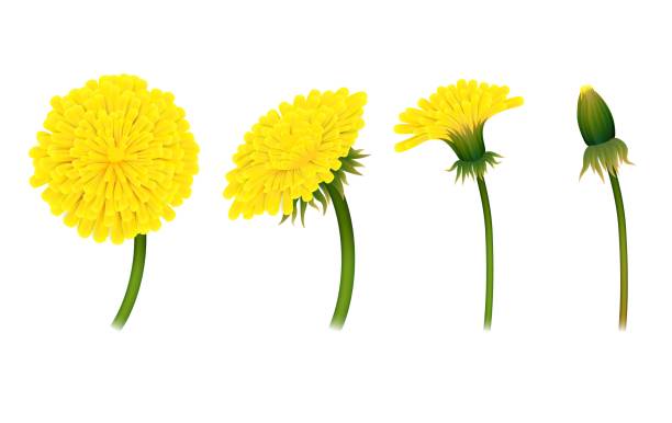 etapy zamykania mniszka kwiatu, izolowane - dandelion flower yellow vector stock illustrations