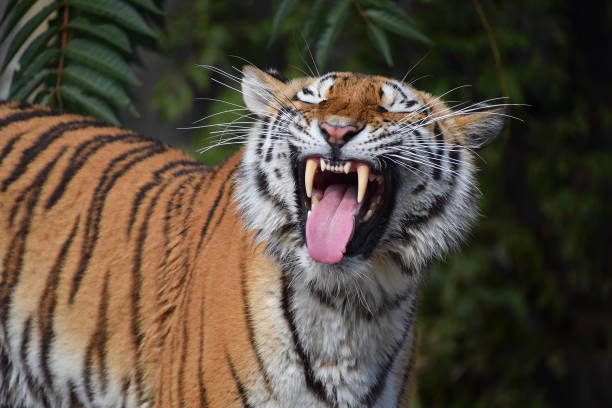 istock Close-Up Of Tiger Yawning 961880080