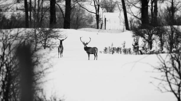 istock Abruzzo and Molise National Park 6 961885208