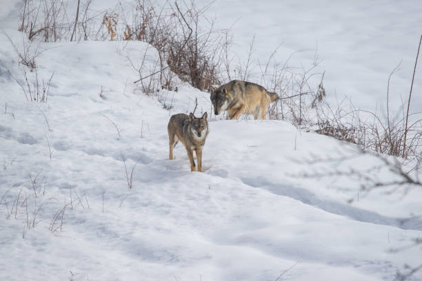 istock Abruzzo and Molise National Park 6 961885706