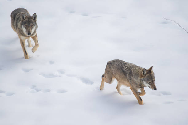 istock Abruzzo and Molise National Park 6 961885750