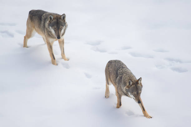 istock Abruzzo and Molise National Park 6 961885768