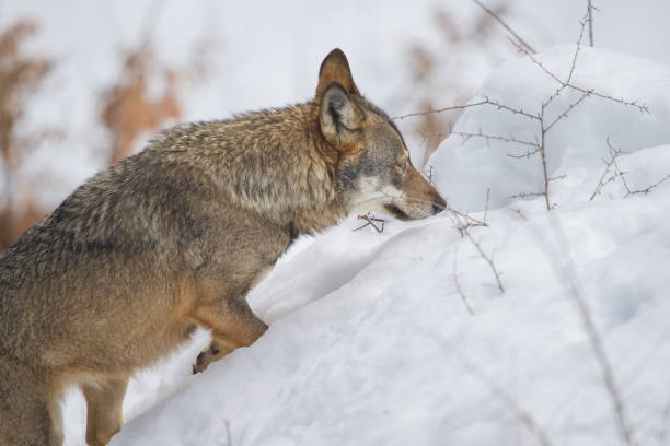 istock Abruzzo and Molise National Park 6 961885786