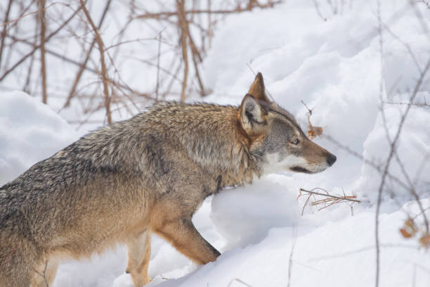 istock Abruzzo and Molise National Park 6 961886002