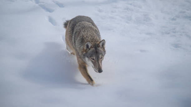 istock Abruzzo and Molise National Park 6 961886094