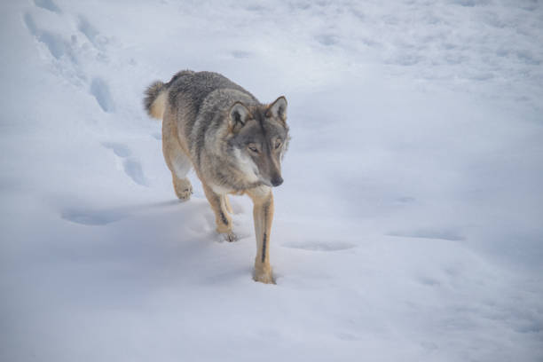 istock Abruzzo and Molise National Park 6 961886098