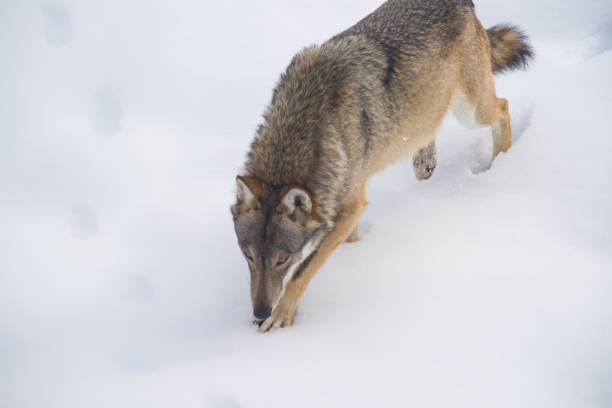 istock Abruzzo and Molise National Park 6 961886122