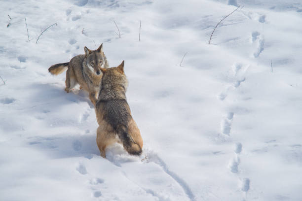 istock Abruzzo and Molise National Park 6 961886148