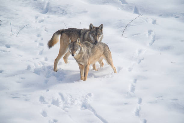istock Abruzzo and Molise National Park 6 961886168