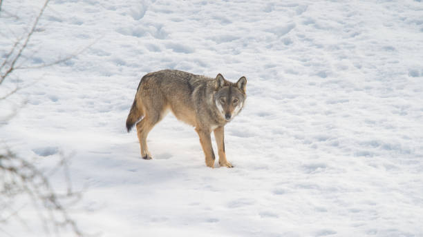 istock Abruzzo and Molise National Park 6 961886174