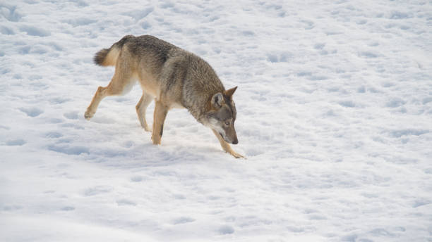 istock Abruzzo and Molise National Park 6 961886214