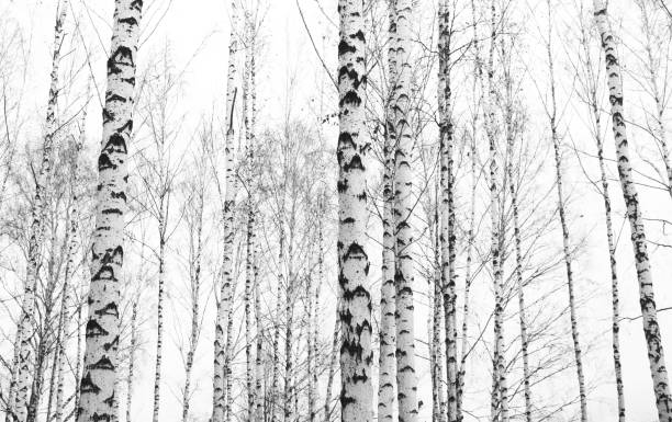 istock black-and-white photo with white birches with birch bark 961887492