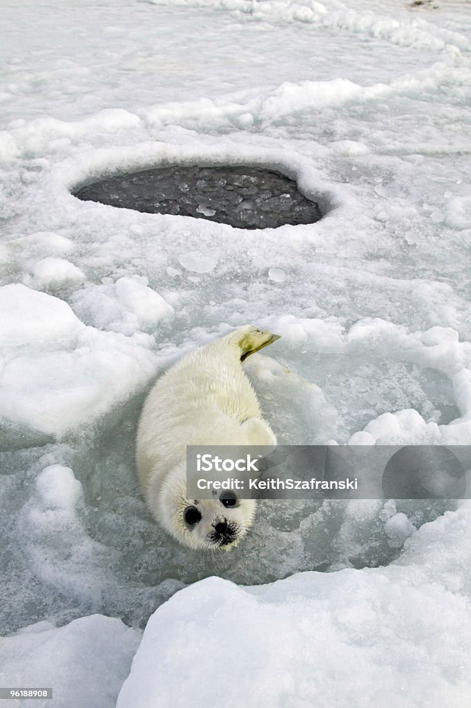 Waiting for Mom  Seal Pup Stock Photo