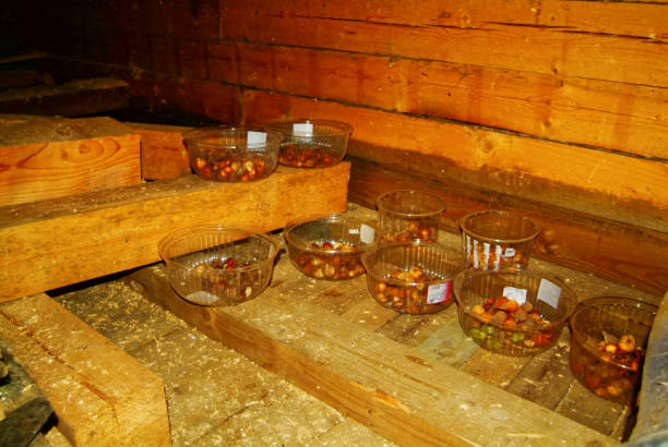istock renovation on the second floor in a wooden farmhouse 961889132