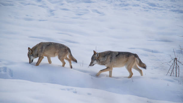 istock Abruzzo and Molise National Park 7 961889286