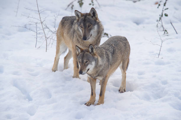EUROPEAN WOLF canis lupus, FEMALE WITH PUP