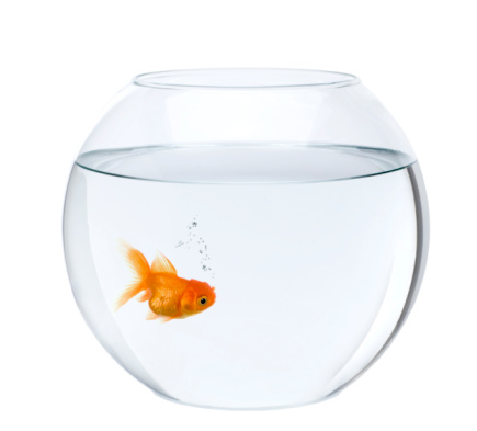 Goldfish in fish tank