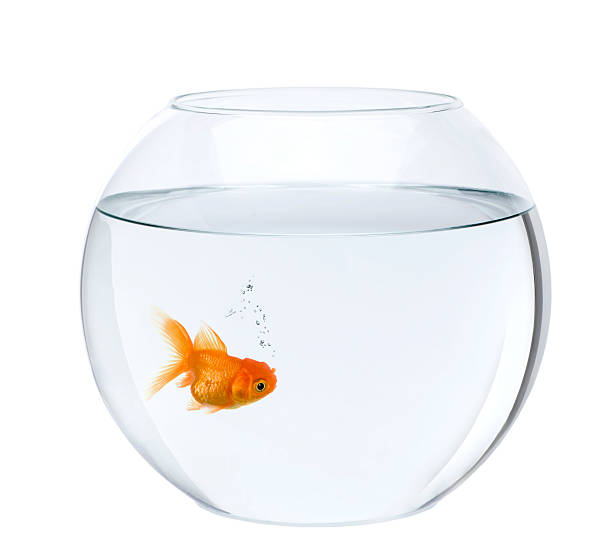 Goldfish In Fish Bowl Against White Background Stock Photo