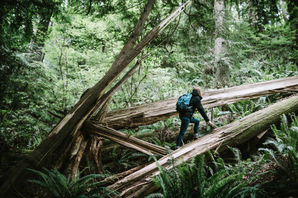 mujer de senderismo en el noroeste del pacífico - northwest frontier fotografías e imágenes de stock