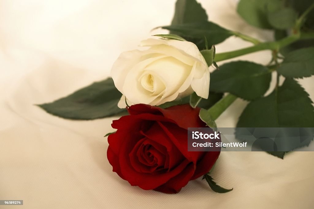 Red and white roses  Arrangement Stock Photo