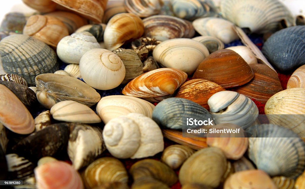 Conchas marinas - Foto de stock de Actividades recreativas libre de derechos